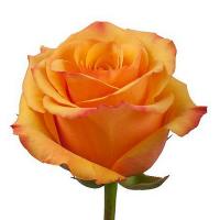 Троянда Тайкун 80 см. Еквадор (шт, помаранчевий)