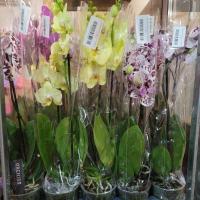 Орхідея фаленопсис 1-2 ст 12/60-65 мікс