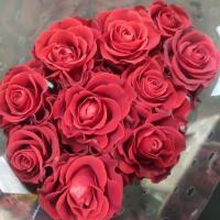Троянда Эль Торо уцін. 60 см. Камелія (шт, червоний)