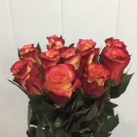 Троянда Фаєр флейм 60 см. Кенія (шт, червоно-жовтий)