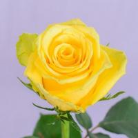 Троянда Гуд тайм 50 см. Кенія (шт, жовтий)
