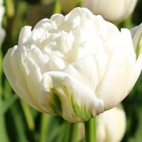 Тюльпан піоноподібний білий White heart Голландія