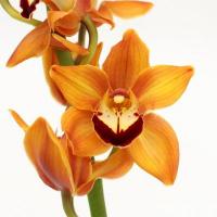 Орхідея цимбідіум 6 коричнева гілка Orange Holland