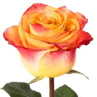 Троянда Силантой 80 см. Еквадор (шт, жовто-помаранчевий)