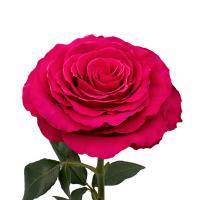 Троянда Хот спот 80 см. Еквадор (шт, малиновий)