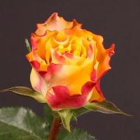 Троянда Даун таун 50 см. Кенія (шт, червоний)
