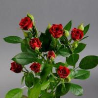Троянда Слава кущ. стандарт 60 см. Камелія (шт, червоний)