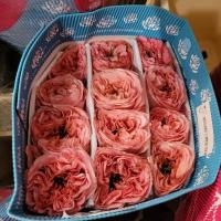 Троянда Мандарін експрешін 50 см. Еквадор (шт, рожевий)