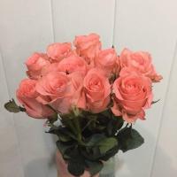 Троянда Юнікорн 80 см. Кенія (шт, рожевий)