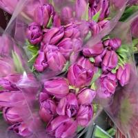 Тюльпан піоноподіб фіолетовий Голландія %