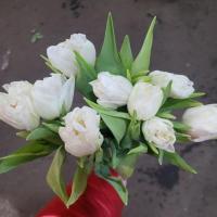 Тюльпан білий піоноподібний  Польща