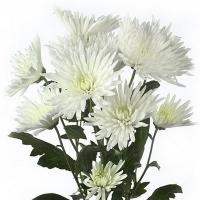 Хризантема кустовая иголка белая Анастасия (Голландия)