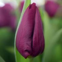 Тюльпан Purple Eye Голландія