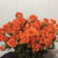 Троянда Арія кущ. 70 см. Кенія (шт, помаранчевий)