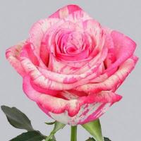 Троянда Меджик тайм 40 см. Еквадор (шт, біло-червона смужка)