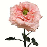 Троянда Принцес кроун 40 см. Еквадор (шт, рожевий)