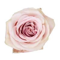 Троянда Роміна 40 см. Еквадор (шт, блідно-рожевий)