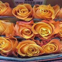 Троянда Алоха 40 см. Еквадор (шт, помаранчевий)