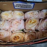 Троянда Крем експрешн 50 см. Еквадор (шт, кремовий)