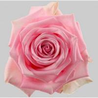 Троянда Гера 50 см. Кенія (шт, рожевий)
