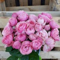Троянда Сільва пінк кущ. 65 см. Асканія (шт, рожевий)