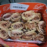 Троянда Карамель 70 см. Еквадор (шт, кремовий)