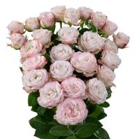 Троянда Ангел Бомбастик 60 см. Кенія (шт, рожевий)