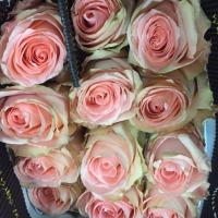 Троянда Нью емоушен 60 см. Еквадор (шт, рожево-кремовий)
