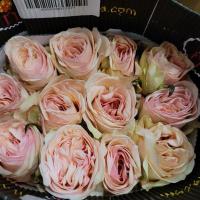 Троянда Пікнік 60 см. Еквадор (шт, рожевий)