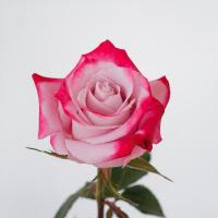 Троянда Рок фаер 60 см. Еквадор (шт, біло-червоний)