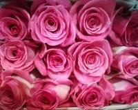 Троянда Россіні 60 см. Еквадор (шт, рожевий)
