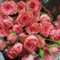 Троянда Хаві кущ. 60 см. Кенія (шт, рожевий)