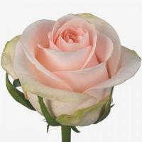 Троянда Пінк веддінг 40 см. Кенія (шт, кремовий)