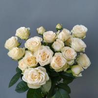 Троянда Софі кущ. стандарт 60 см. Камелія (шт, кремовий)