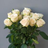Троянда Софі кущ. стандарт 70 см. Камелія (шт, пудровий)