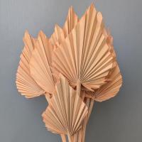 Пальма фарбована пачка 	Palmspear coral misty