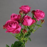 Троянда Річ баблз 1 бут. 50 см. Камелія (шт, рожевий)