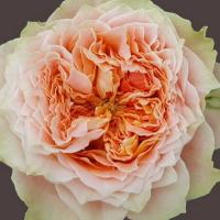 Троянда Кантрі Луїз 50 см. Еквадор (шт, помаранчевий)