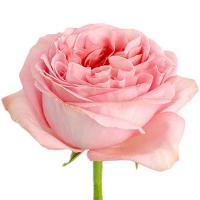 Троянда Пінк Експрешін 2 сорт 50 см. Еквадор (шт, рожевий)