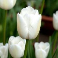 Тюльпан White Marvel Голландія