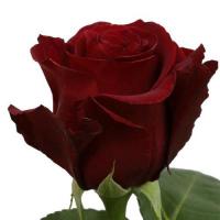 Троянда Сексі ред 60 см. Еквадор (шт, червоний)