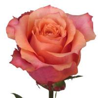 Троянда Натур черрі 50 см. Еквадор (шт, помаранчевий)