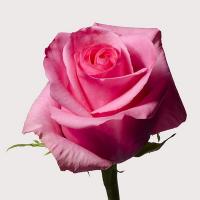 Троянда Опала 50 см. Еквадор (шт, рожевий)