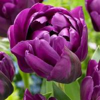 Тюльпан Purple sky Голландія