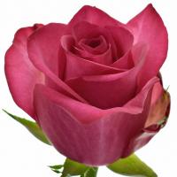 Троянда Лола 40 см. Еквадор (шт, малиновий)