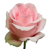 Троянда Лучіано 90 см. Еквадор (шт, свіло-рожевий)