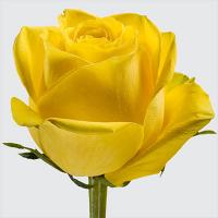 Троянда Латіна 35 см. Харків (шт, жовтий)