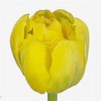 Тюльпан Yellow Margaritta Голландія