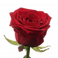 Троянда Престиж 80 см. Флора Вест (шт, червоний)