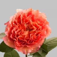 Троянда Фрі спіріт 60 см. Кенія (шт, помаранчевий)